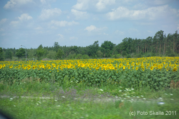D35L6974